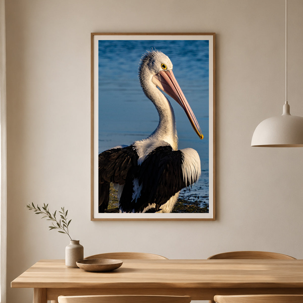 Pelican Love