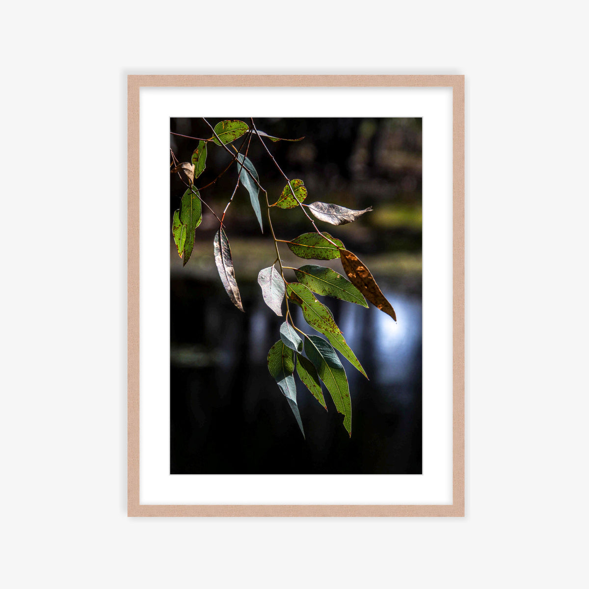 Eucalypt Energy