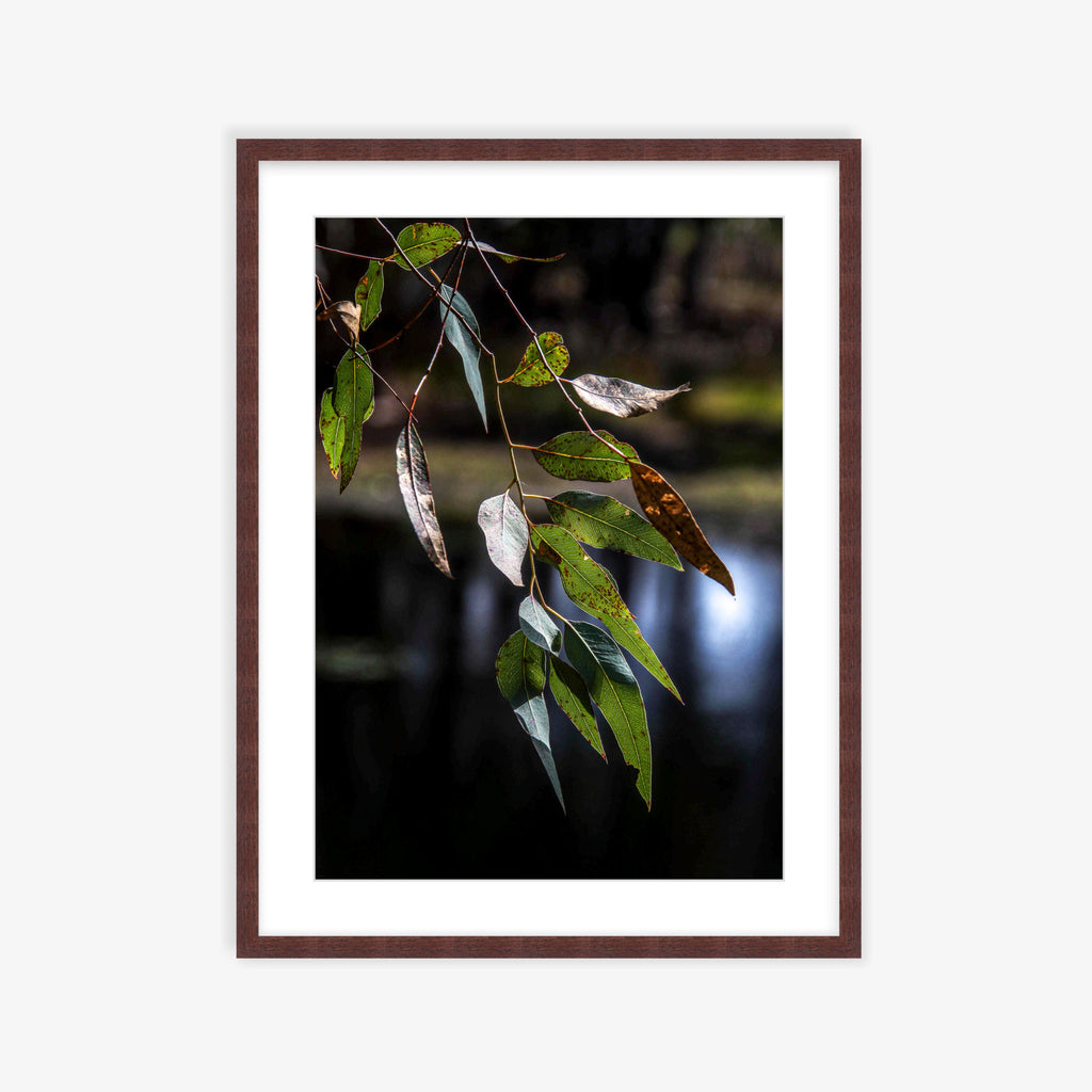 Eucalypt Energy