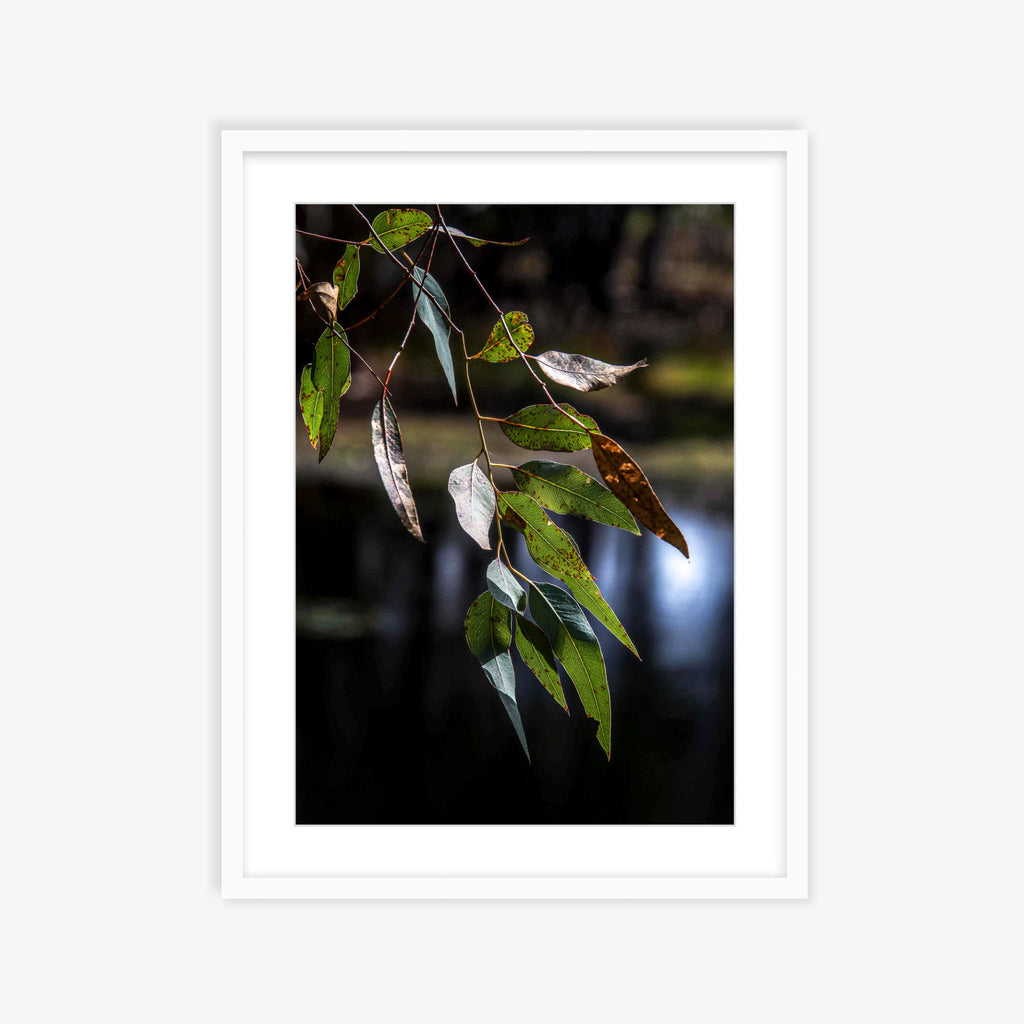 Eucalypt Energy