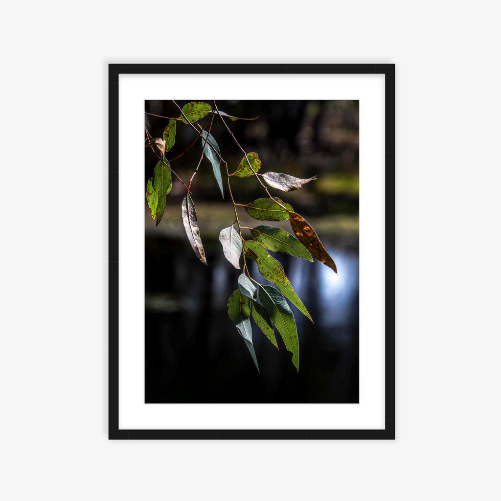 Eucalypt Energy