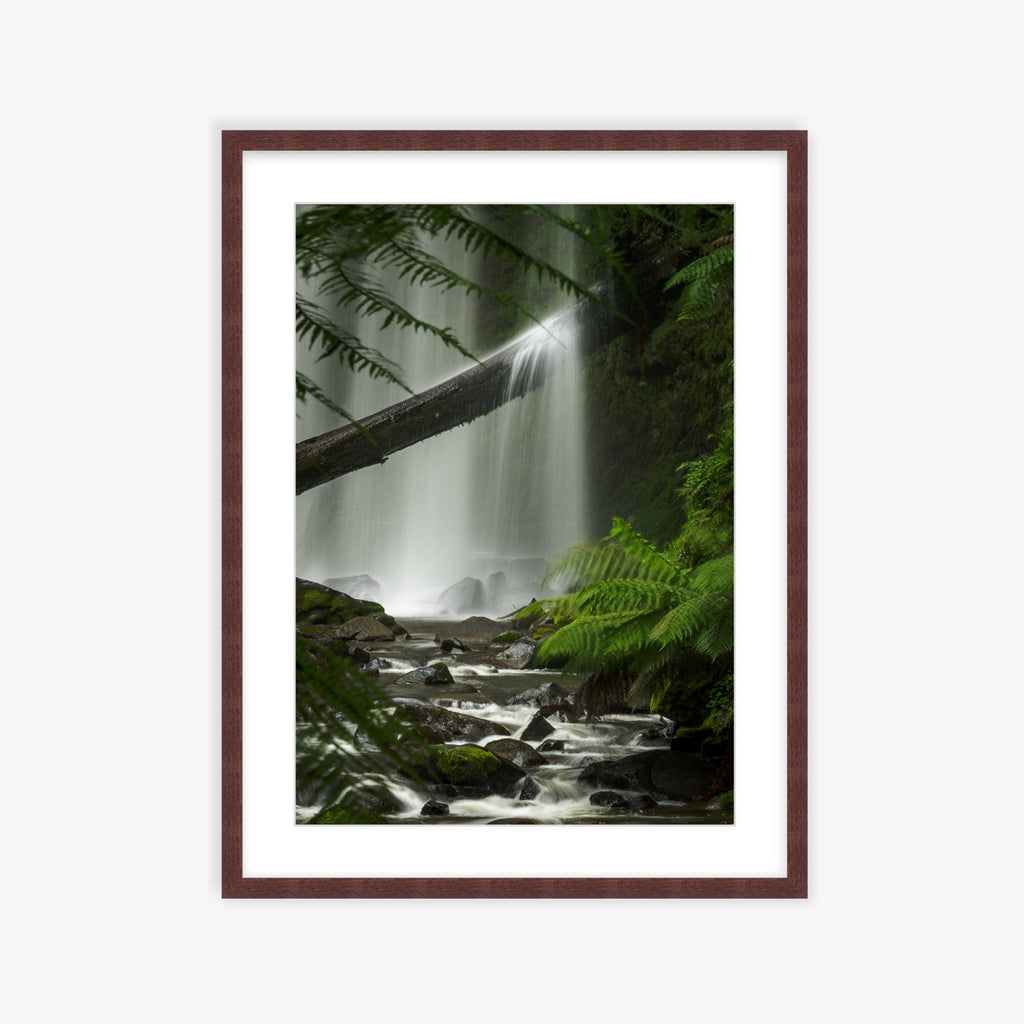 Ferns & Falls