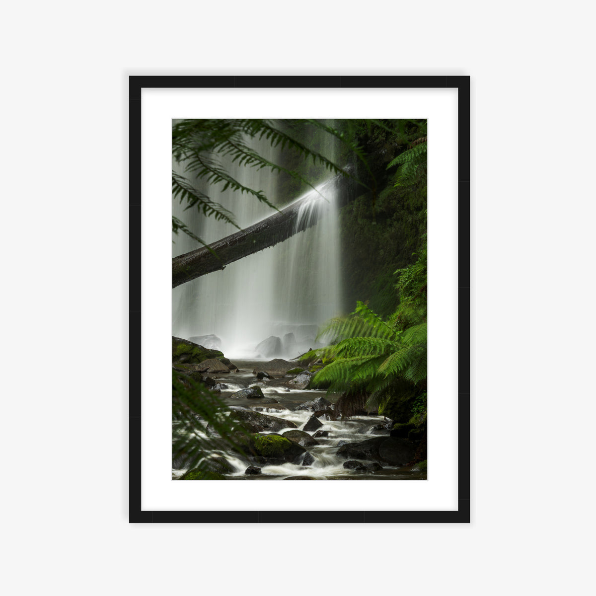 Ferns & Falls