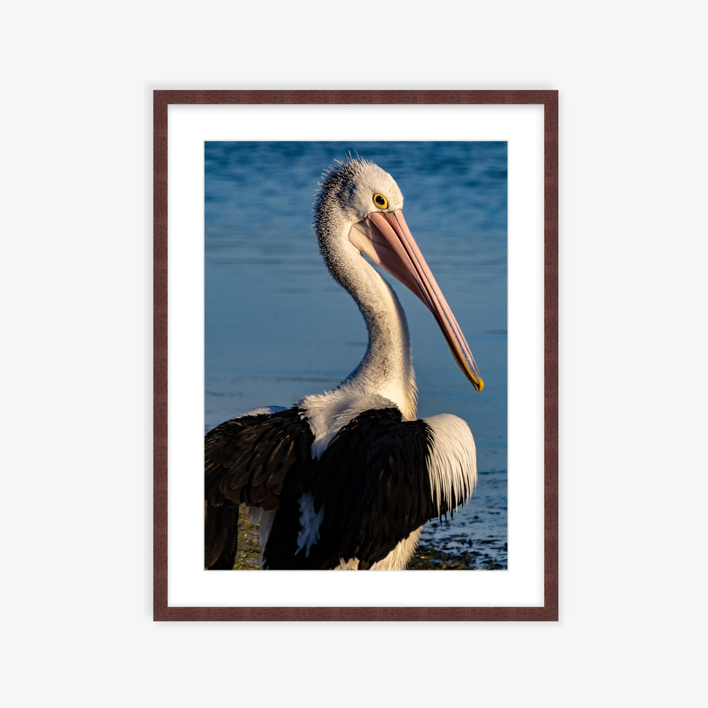 Pelican Love