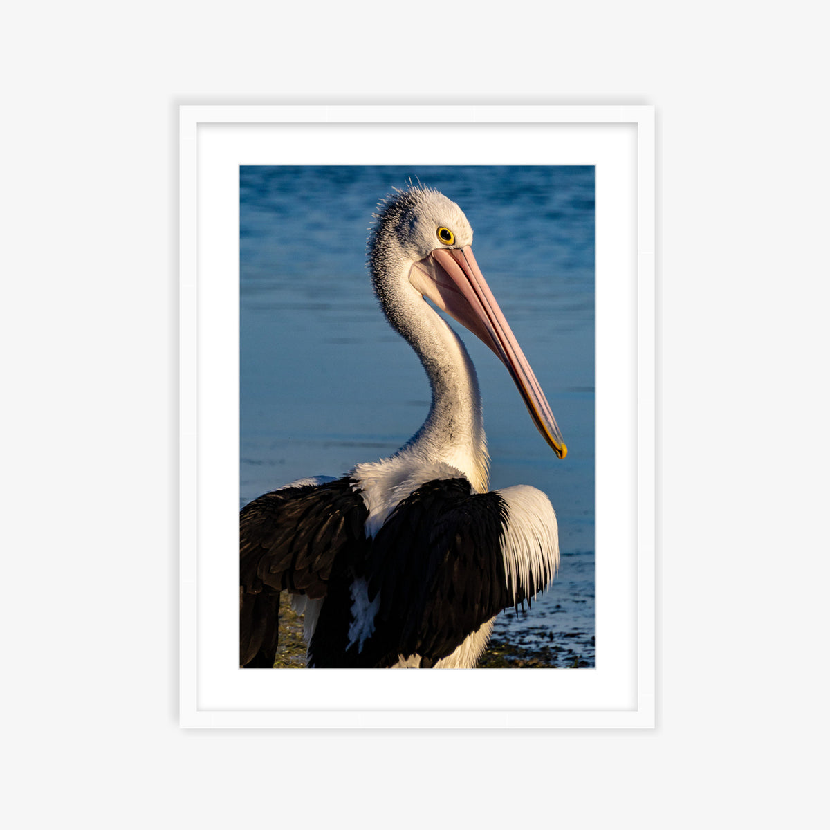 Pelican Love
